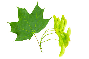 Maple leaf and seed isolate on white, green fruits and leaf of maple tree isolated on white