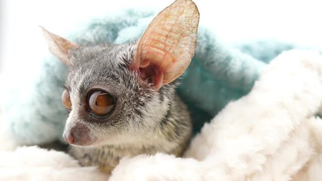 毛布へと隠れるショウガラゴ