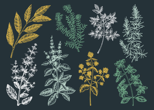 Vector collection of typical herbs and spices for Italian cuisine. Hand-sketched kitchen herbal plants illustration. Aromatic food cooking ingredients collection. Hand drawn herbs set.