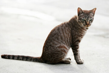 Lovely gray cat sitting at outdoor