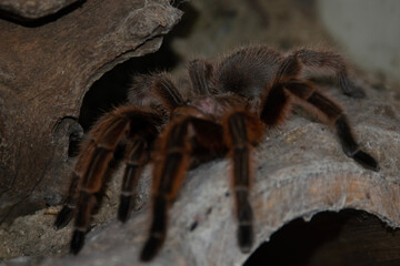 spider on the wall