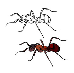Illustration for a coloring book in color and black and white. Drawing of a ant on a white isolated background. High quality illustration