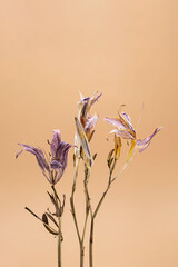 Withered lily flowers on beige background. Beautiful dried flower, close up. 