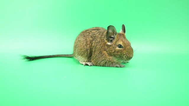 カメラのほうに顔を向けるデグー
