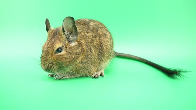 おとなしいデグー