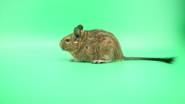 その場で反転するデグー