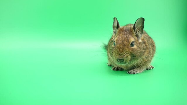 じっとして顔だけ動かすデグー