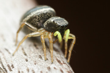 Heliophanus highly magnified thanks to a macro lens 