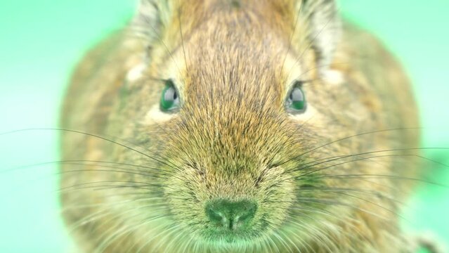 カメラを見つめるデグーのアップ