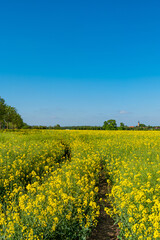 Obraz premium Cover page with beautiful farm landscape with yellow rapeseed at blossom field and lonely track in Germany, at Spring and blue sunny sky.