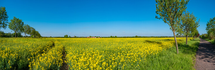 Fototapeta premium Panoramic view over beautiful farm landscape with yellow rapeseed at blossom field and lonely road in Germany, at Spring and blue sunny sky.