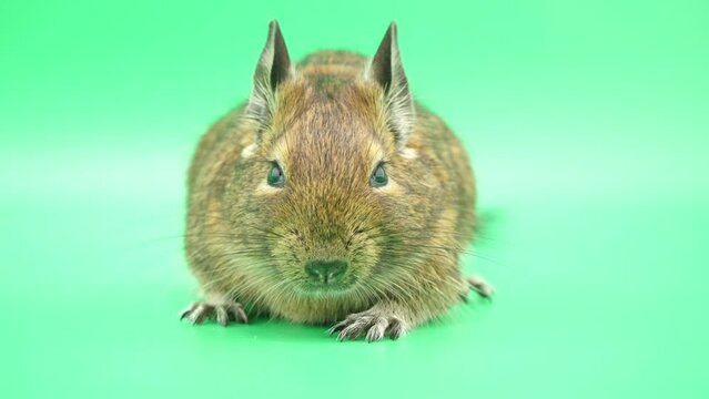 カメラを見つめるデグー