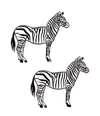 Fototapeta na wymiar Illustration for a coloring book in color and black and white. Drawing of a zebra on a white isolated background. High quality illustration