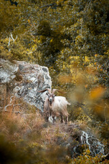 Bouc en liberté dans les bois des Rochers des Parcs à Clecy en Suisse Normande dans le Calvados