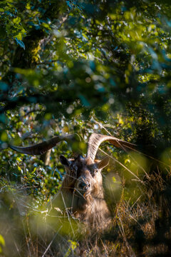 Bouc en libert&eacute; dans les bois des Rochers des Parcs &agrave; Clecy en Suisse Normande dans le Calvados