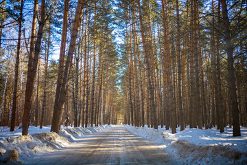 Fototapeta na wymiar Siberian pine forest near Kemerovo, Siberia, Russia