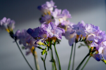 Bunch of Purple freesia flowers on dark background