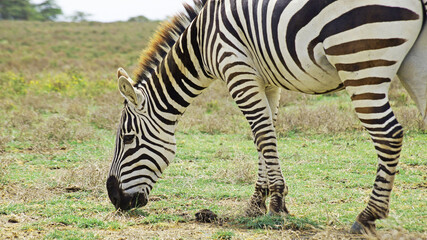 Fototapeta na wymiar Zebra in the middle of the African savannah. A zebra is roaming in a national park in Kenya.