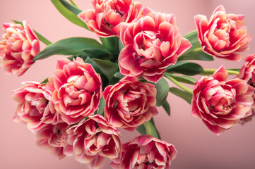 Beautiful Bunch of Colorful ParrotTulips in the Vase on pink background, spring holiday concept, copy space