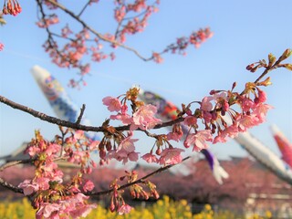 桜と空を泳ぐ鯉のぼり