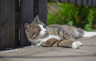 Cat sleeping outside, leaning on an old wooden fence.