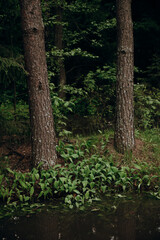 Fototapeta premium Young lilies of the valley grow in a forest clearing. Spring 