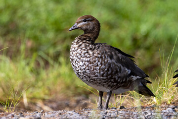 Australian Wood or Maned Duck in Queensland Australia