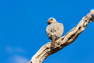 Pale chanting goshawk