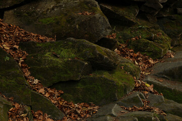 Stones with moss and leaves in autumn day