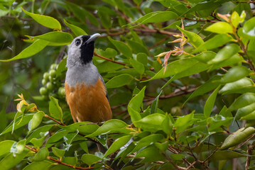 Black-faced Monarch in Queensland Australia
