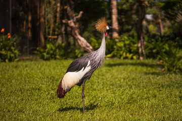Grey crowned crane. Tropical bird park. Nature and environment concept. Beautiful bird walking on green grass. Sunny day. Horizontal layout. Copy space. Bali
