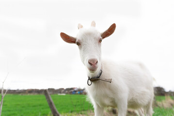 Look of a white goat in a meadow in spring