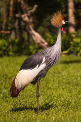 Grey crowned crane. Tropical bird park. Nature and environment concept. Beautiful bird walking on green grass. Sunny day. Vertical layout. Copy space. Bali