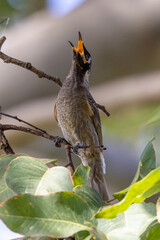 Bridled Honeyeater in Queensland Australia