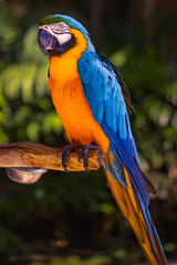 Blue yellow macaw parrot. Colorful cockatoo parrot sitting on wooden stick. Tropical bird park. Nature and environment concept. Vertical layout. Copy space. Bali