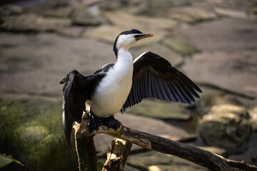 Waterfowl, black white bird spreading its wings. Tropical bird park. Nature and environment concept. Horizontal layout. Copy space. Bali