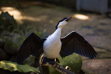 Waterfowl, black white bird spreading its wings. Tropical bird park. Nature and environment concept. Horizontal layout. Copy space. Bali