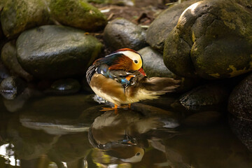 Colorful duck swimming in the pond. Waterfowl bird family. Tropical bird park. Nature and environment concept. Horizontal layout. Copy space. Bali