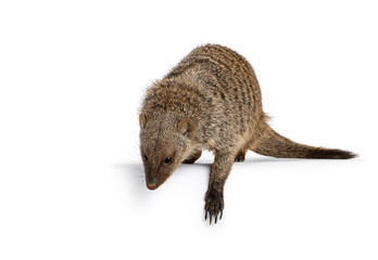 Adult Banded Mongoose aka Mongus Muno, jumping off edge. Showing claw. isolated on a white background.