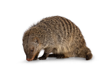 Adult Banded Mongoose aka Mongus Muno, sitting side ways sniffing surface. Isolated on a white background.