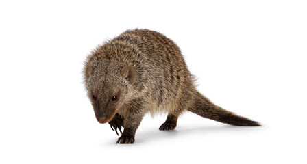 Adult Banded Mongoose aka Mongus Muno, walking towards camera. Isolated on a white background.