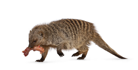 Adult Banded Mongoose aka Mongus Muno, walking away with food in it's mouth. Isolated on a white background.
