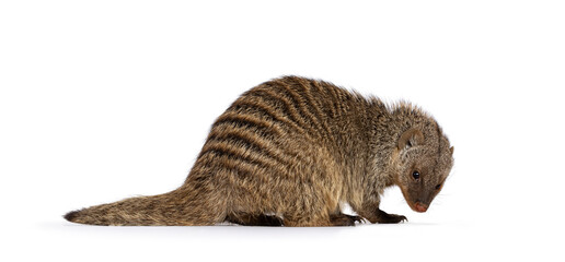 Adult Banded Mongoose aka Mongus Muno, sitting side ways. Looking down and towards camera. Isolated on a white background.