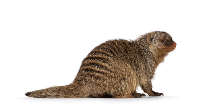 Adult Banded Mongoose aka Mongus Muno, sitting side ways. Looking ahead away from camera. Isolated on a white background.