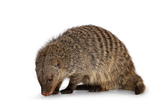 Adult Banded Mongoose aka Mongus Muno, sitting side ways sniffing surface. Isolated on a white background.
