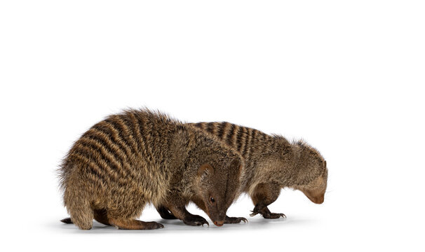 Two adult Banded Mongoose aka Mongus Muno, standing together looking for food. Isolated on a white background. 