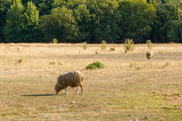 Beautiful rams graze on the farm