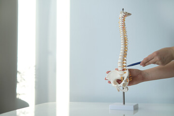 Intervertebral hernia of the cervical spine, rupture of the fibrous ring. Osteochondrosis, copy space. Human column plastic model complete pan at physiotherapy clinic