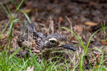 Bush Stone Curlew or Thick Knee in Queensland Australia