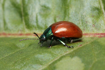 Chrysolina grossa high magnification profile view 